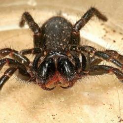View Photo: Northern and Southern Tree Funnel-Web Spider (Hadronyche formidabilis and H. cerberea)