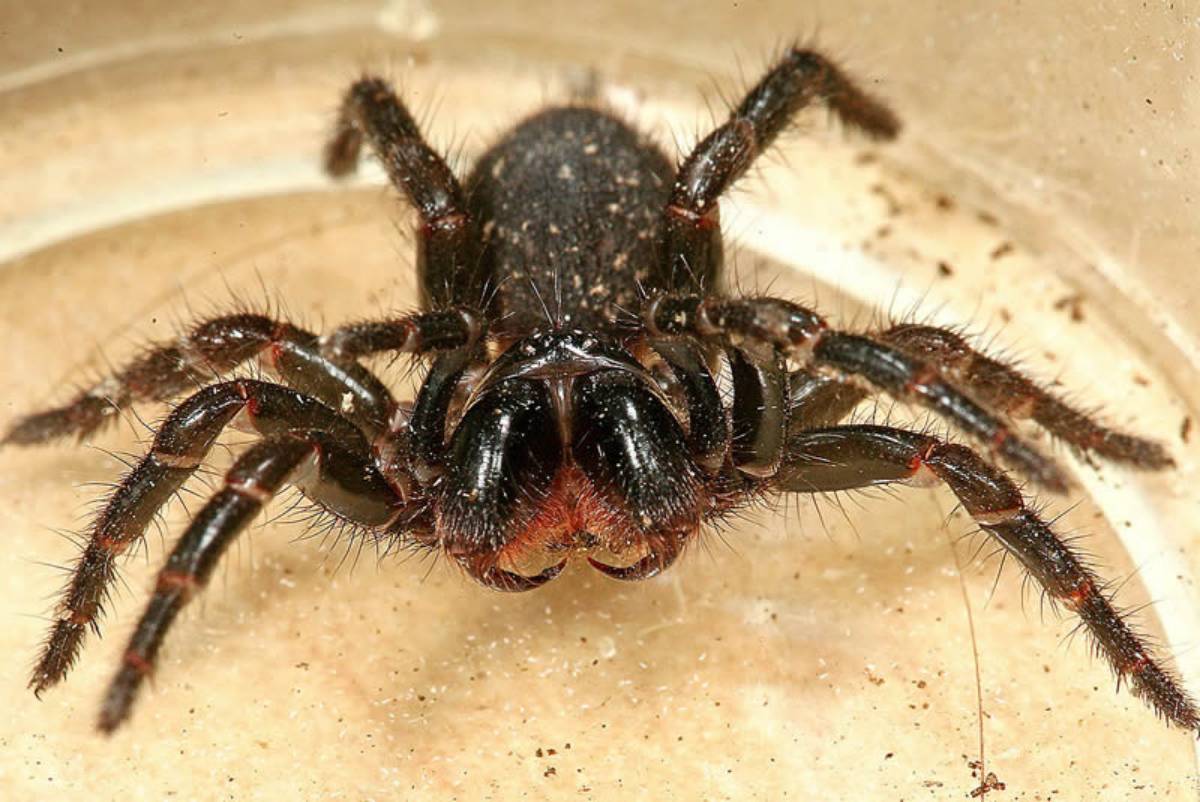 Northern and Southern Tree Funnel-Web Spider (Hadronyche formidabilis and H. cerberea)