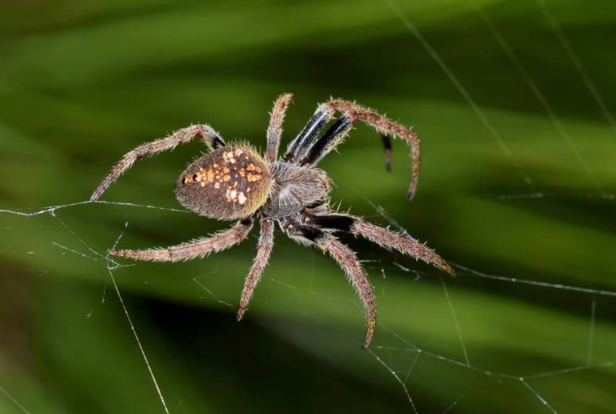 View Photo: Orb Weaver Spider (Eriophora sp.)