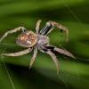 Orb Weaver Spider (Eriophora sp.)