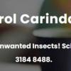 Pest Control - Carindale