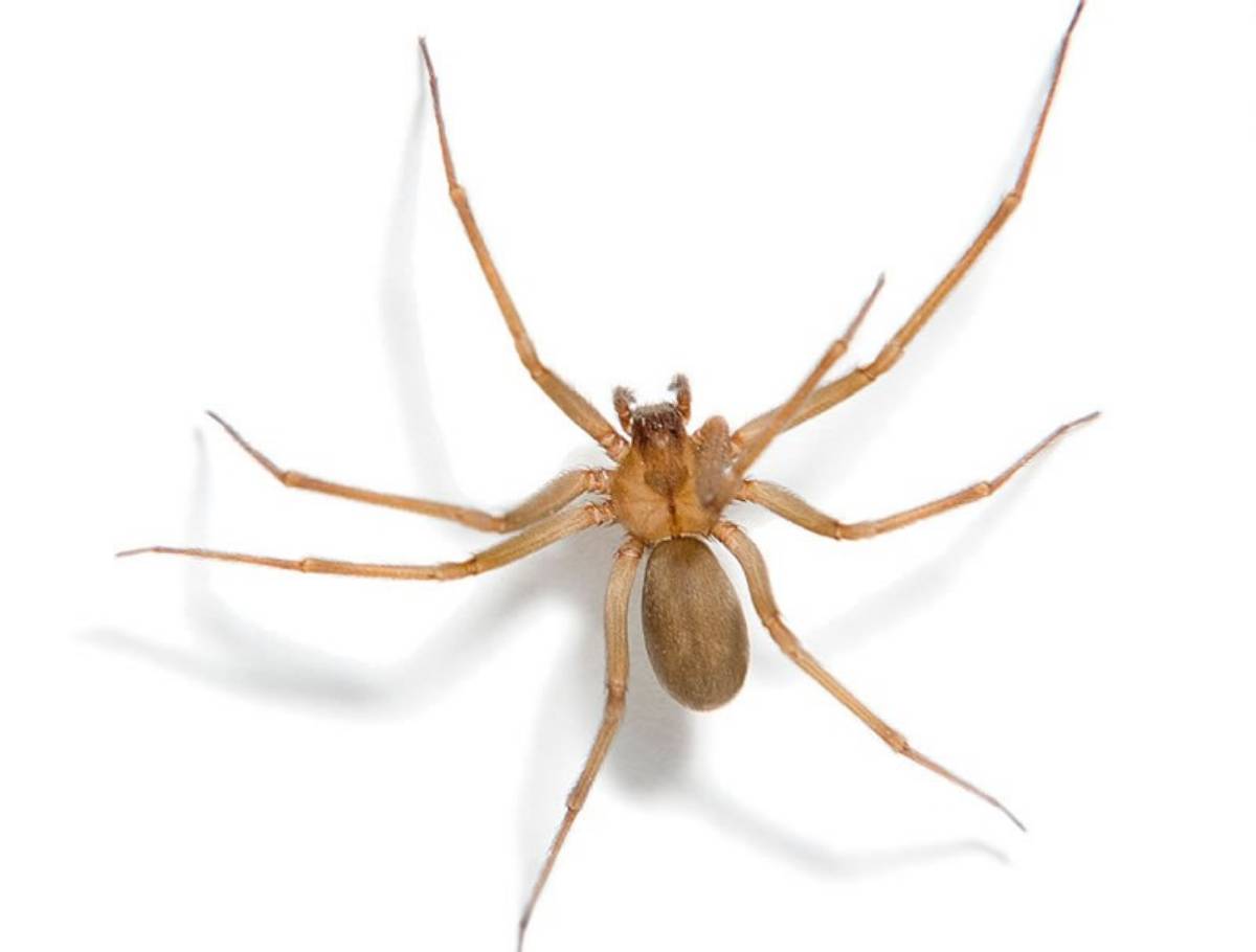 View Photo: Recluse Spider (Loxosceles reclusa)