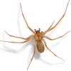 Recluse Spider (Loxosceles reclusa)