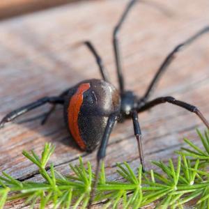 View Photo: Redback Spider (Latrodectus hasselti)