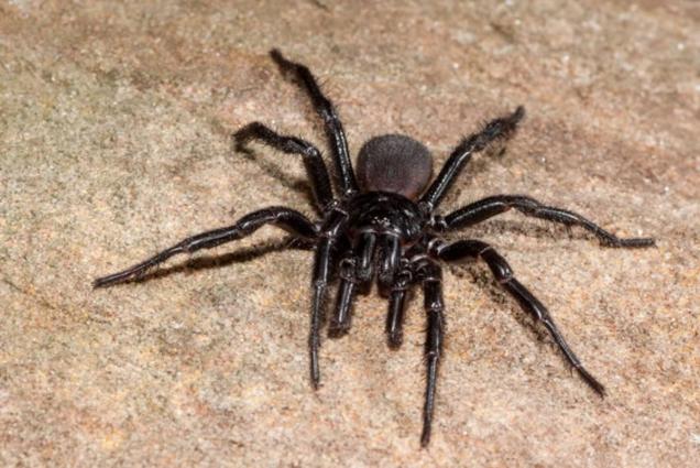 View Photo: Sydney Funnel-Web Spider (Atrax robustus)