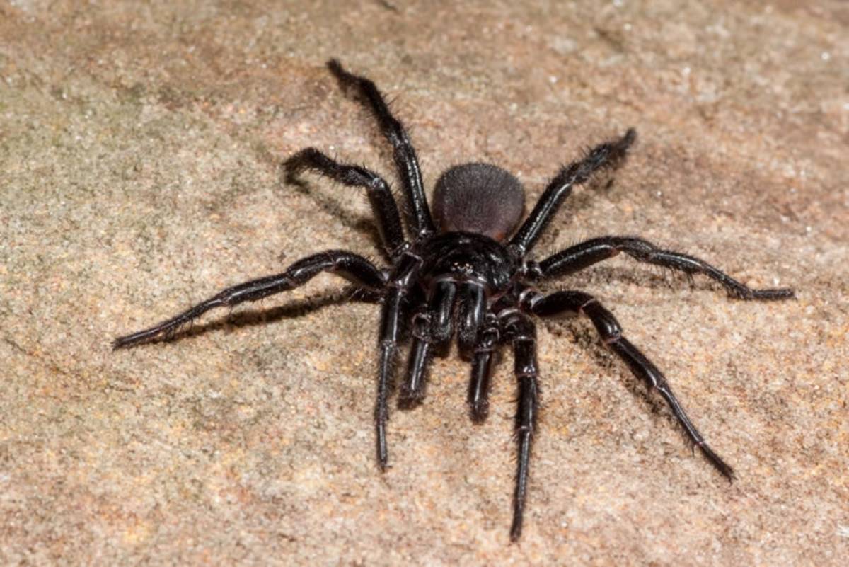 Sydney Funnel-Web Spider (Atrax robustus)