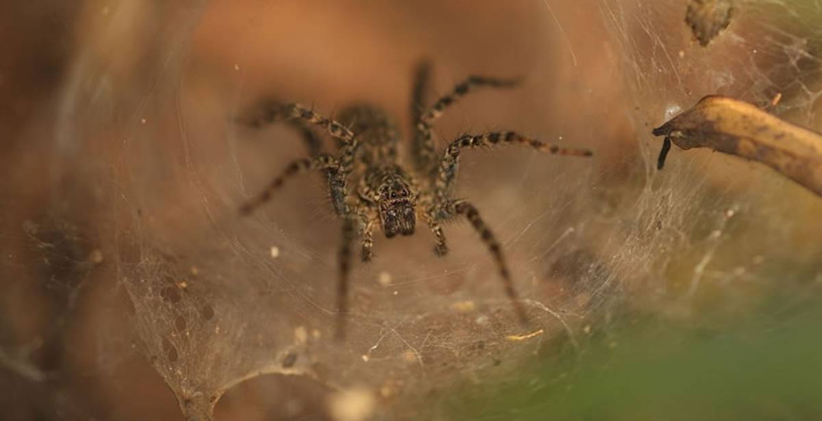 Trapdoor Spider (Idiopidae fm.)