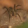 Trapdoor Spider (Idiopidae fm.)