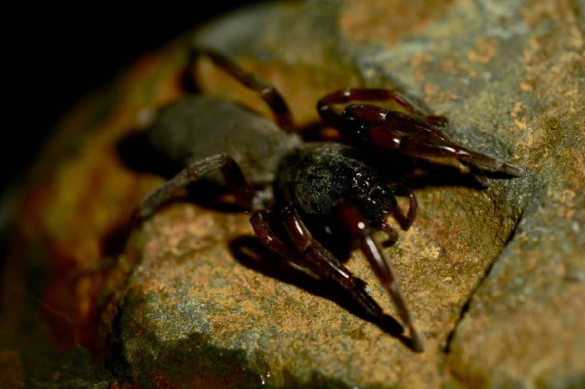 View Photo: White-Tailed Spider (Lampona cylindrata and murina)