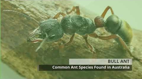 Watch Video: Pest Control - Caloundra