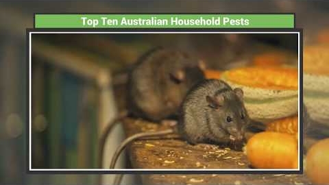 Watch Video: Top 10 Australian Household Pests