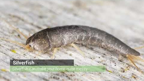Watch Video: Top Ten Amazing Home Pest Facts