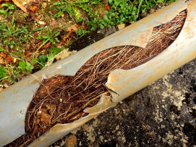 Causes of Blocked Drains