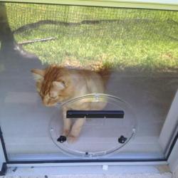 View Photo: Cat Door Como