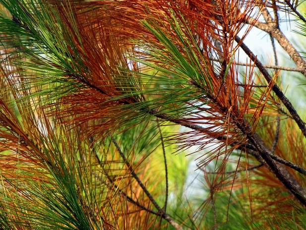 View Photo: Pine Trees