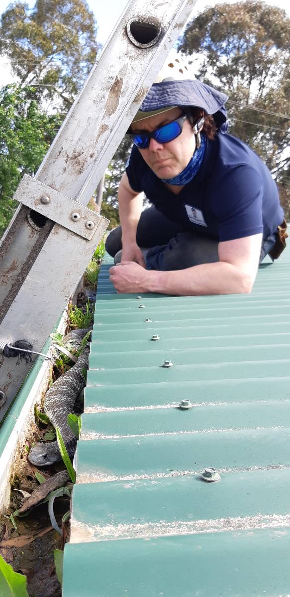 View Photo: Tiger Snake in a Gutter