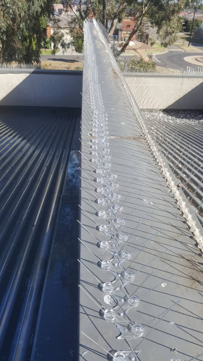 View Photo: Bird Spikes on a Parapet Wall top