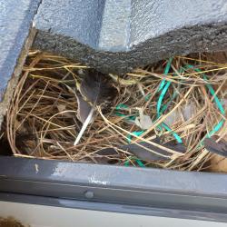 View Photo: Birds Nest in Roof