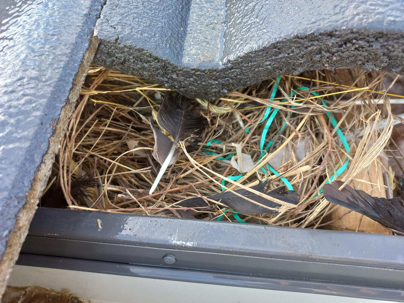 Birds Nest in Roof