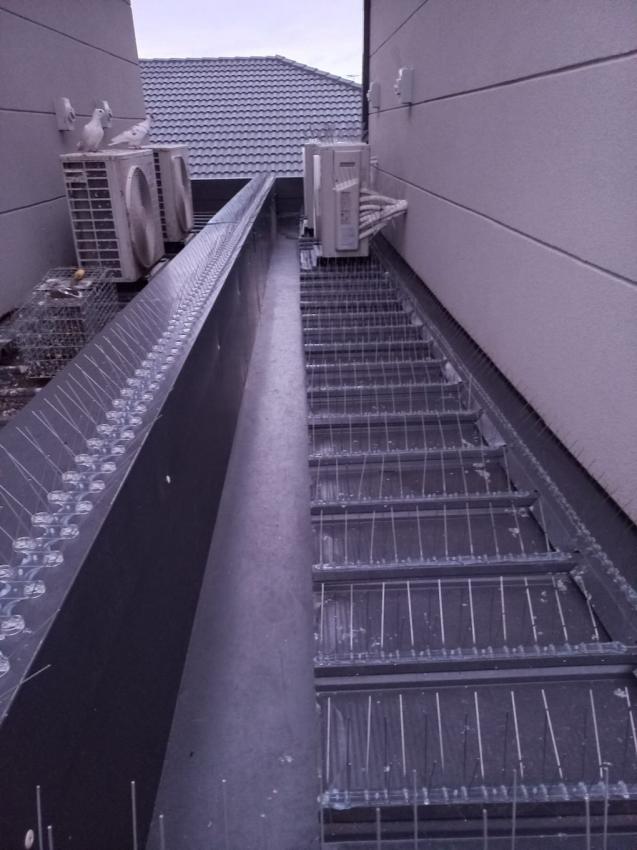 View Photo: Problem area of roof Bird Proofe