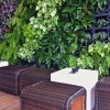 Green Wall - Courtyard