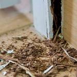 How long does a termite treatment last?
