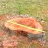 Native Tree Stump Ground Down and Out