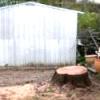 Stump Grinding Beside a Garden Shed