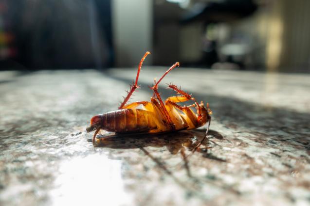 Read Article: Keeping Your Home Pest-Free In Spring & Summer