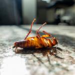 Read Article: Keeping Your Home Pest-Free In Spring & Summer