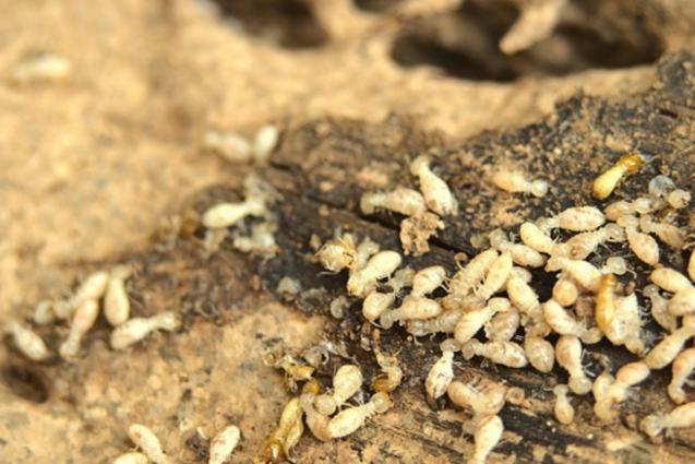 Read Article: A Quick Guide To Termite Control