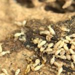 A Quick Guide To Termite Control