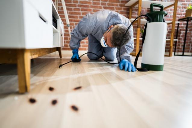 Read Article: Best Questions To Ask A Pest Control Professional