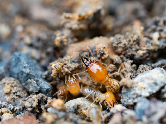 The Cost of Termite Inspections