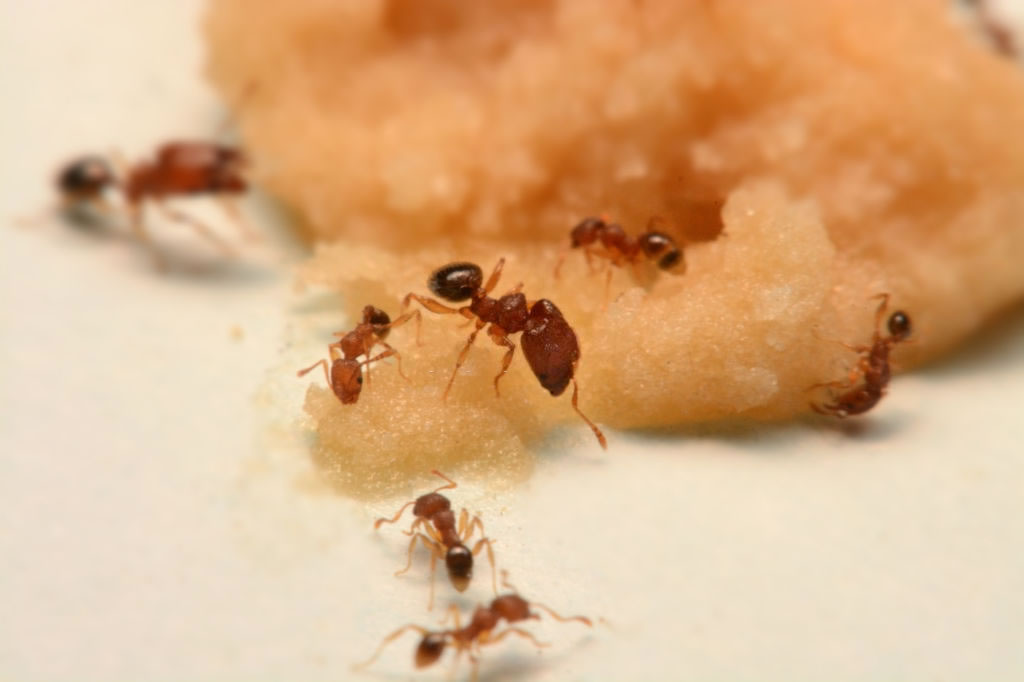 View Photo: Ants