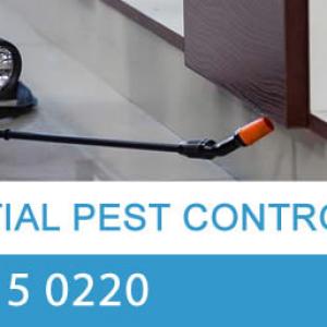 View Photo: Residential Pest Control