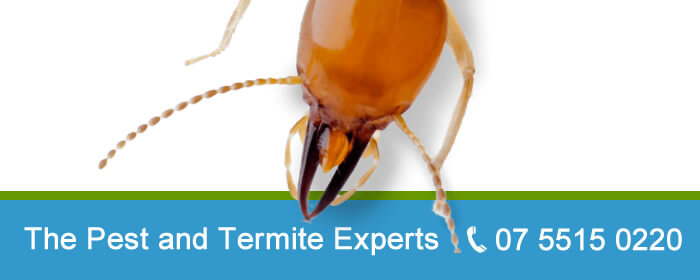 View Photo: Termite Experts