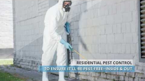 Watch Video : Gold Coast Northside - Pro Pest Control Gold Coast