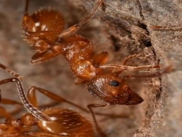 How to Protect Your Home from Ants