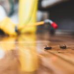 Why Is Annual Pest Control Important - 10 Reasons?