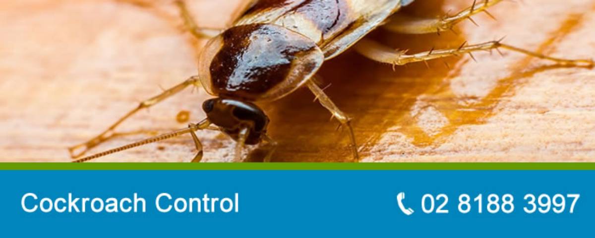 View Photo: Cockroach Control