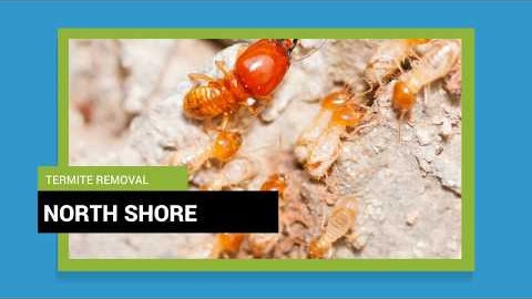 Watch Video : Pest Control North Shore