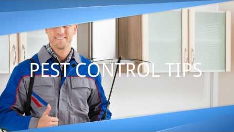 Watch Video : Pest Control Tips | Pro Pest Control Sydney