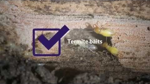 Watch Video: Termite Control Sydney | 02 8188 3997 | Pro Pest Control Sydney