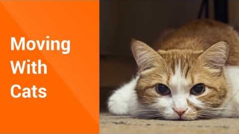 Watch Video : Moving With Pets