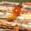 With Termites, Prevention means Protection for your family