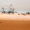 Ants Removal