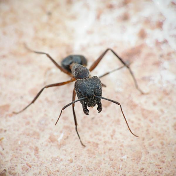 View Photo: Carpenter Ant