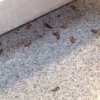 Cockroaches Control