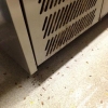 Cockroaches in Commercial Kitchen